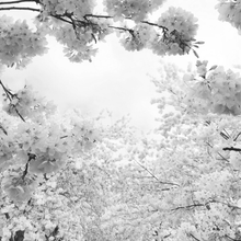 Load image into Gallery viewer, Freedom Eau De Parfum 9ml Rollerball